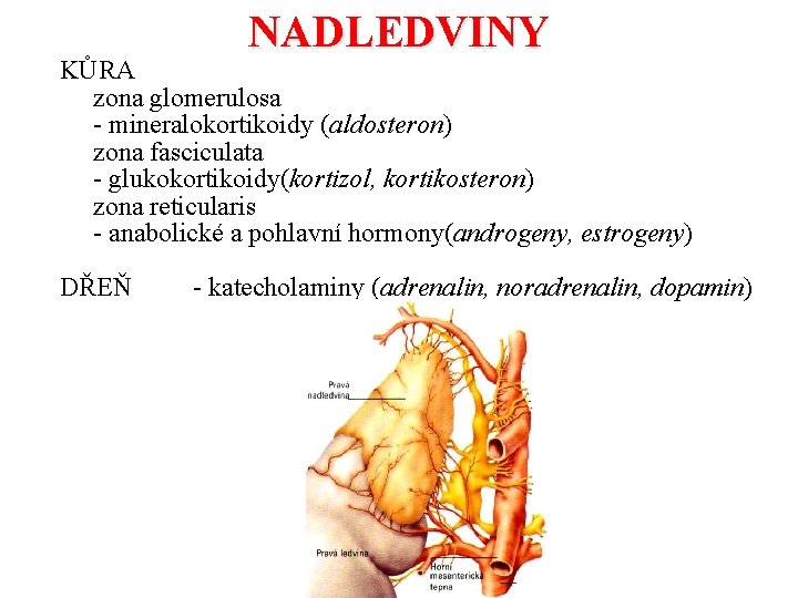 NADLEDVINY KŮRA zona glomerulosa - mineralokortikoidy (aldosteron) zona fasciculata - glukokortikoidy(kortizol, kortikosteron) zona reticularis