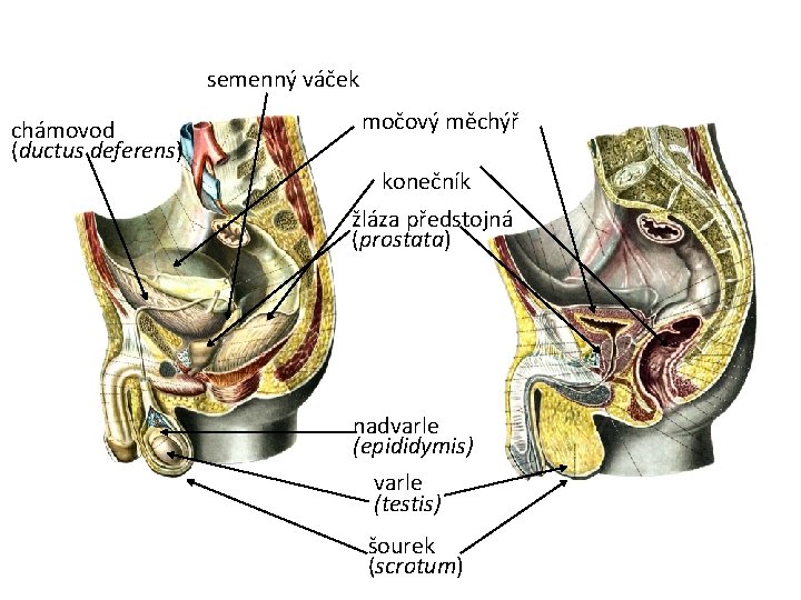 semenný váček chámovod (ductus deferens) močový měchýř konečník žláza předstojná (prostata) nadvarle (epididymis) varle
