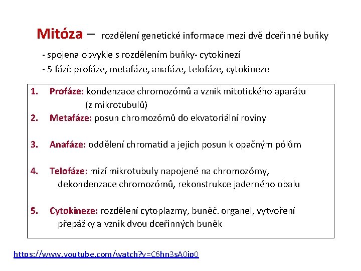 Mitóza – rozdělení genetické informace mezi dvě dceřinné buňky - spojena obvykle s rozdělením