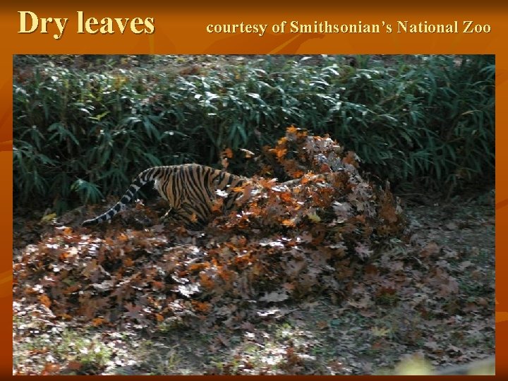 Dry leaves courtesy of Smithsonian’s National Zoo 