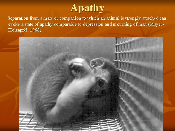 Apathy Separation from a mate or companion to which an animal is strongly attached