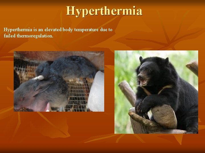 Hyperthermia is an elevated body temperature due to failed thermoregulation. 