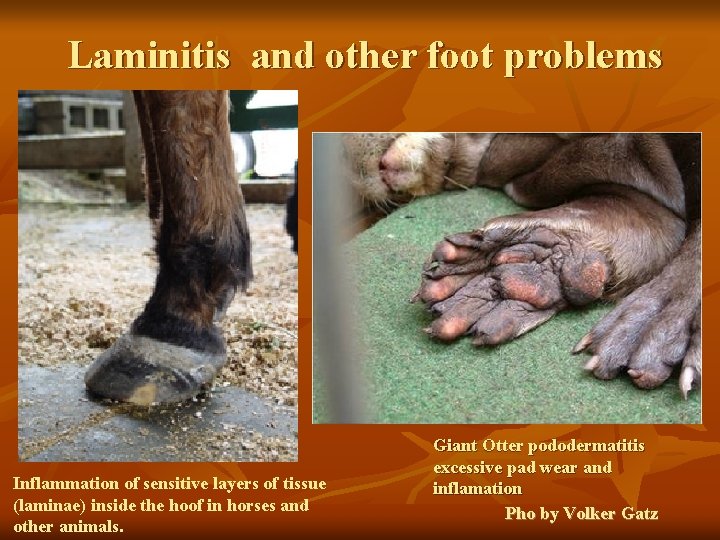 Laminitis and other foot problems Inflammation of sensitive layers of tissue (laminae) inside the