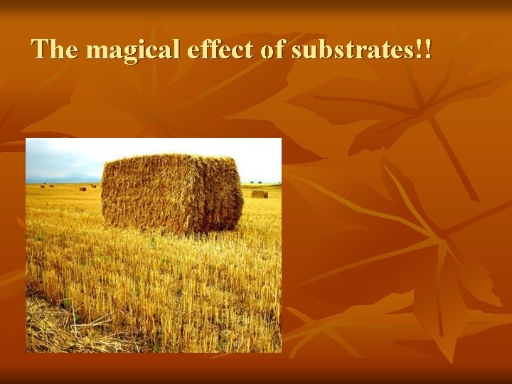 The magical effect of substrates!! 