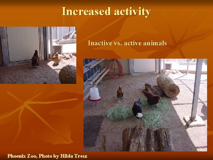 Increased activity Inactive vs. active animals Phoenix Zoo, Photo by Hilda Tresz 