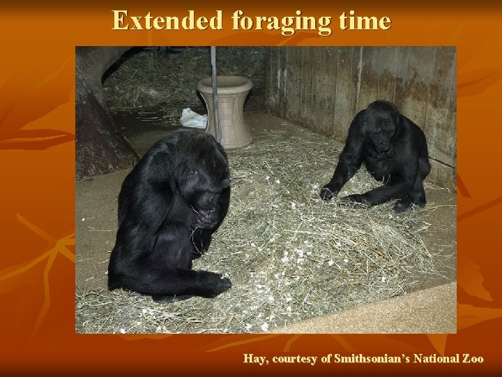 Extended foraging time Hay, courtesy of Smithsonian’s National Zoo 