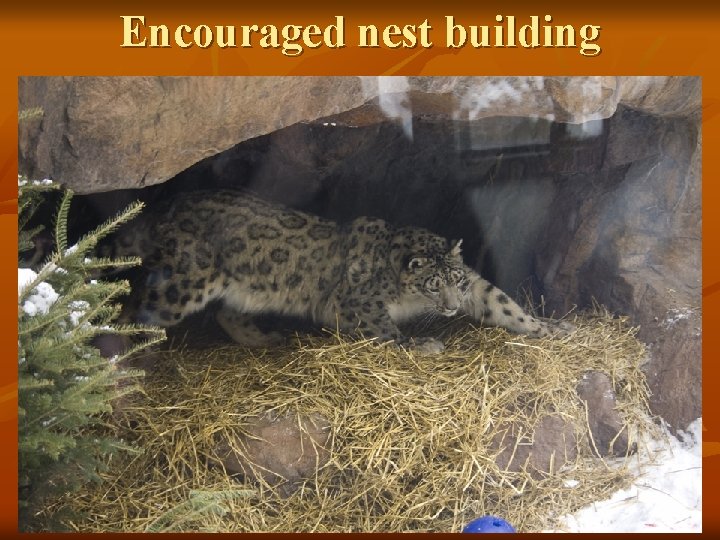 Encouraged nest building 