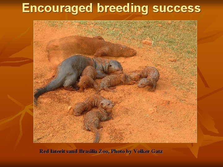 Encouraged breeding success Red laterit sand Brasilia Zoo, Photo by Volker Gatz 