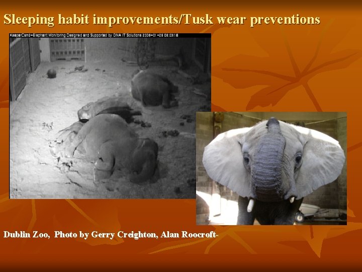 Sleeping habit improvements/Tusk wear preventions Dublin Zoo, Photo by Gerry Creighton, Alan Roocroft- 