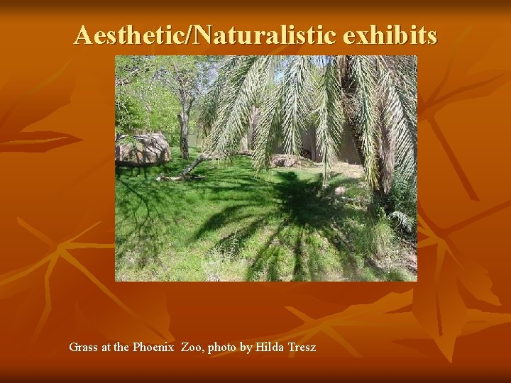 Aesthetic/Naturalistic exhibits Grass at the Phoenix Zoo, photo by Hilda Tresz 