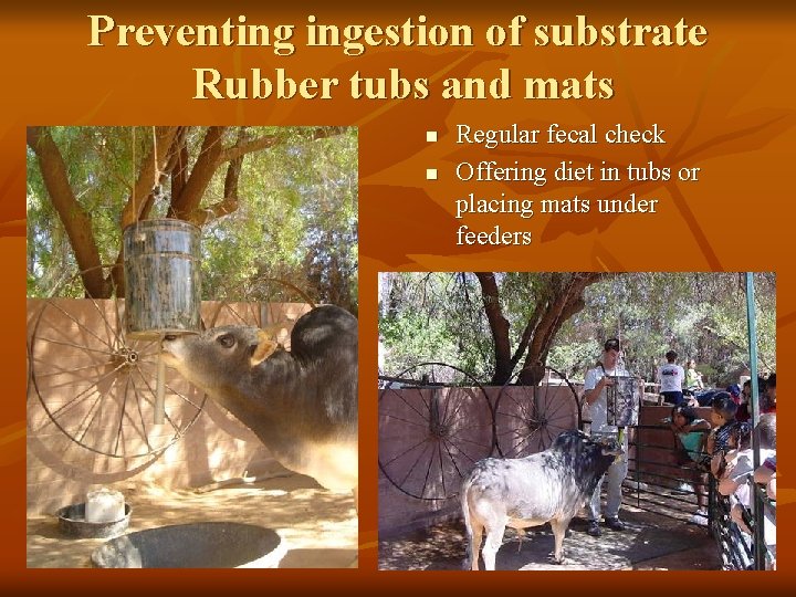 Preventing ingestion of substrate Rubber tubs and mats n n Regular fecal check Offering