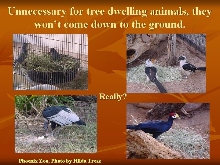 Unnecessary for tree dwelling animals, they won’t come down to the ground. Really? Phoenix