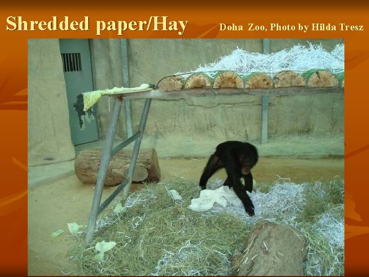 Shredded paper/Hay Doha Zoo, Photo by Hilda Tresz 