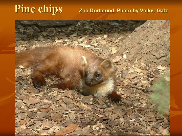 Pine chips Zoo Dortmund, Photo by Volker Gatz 