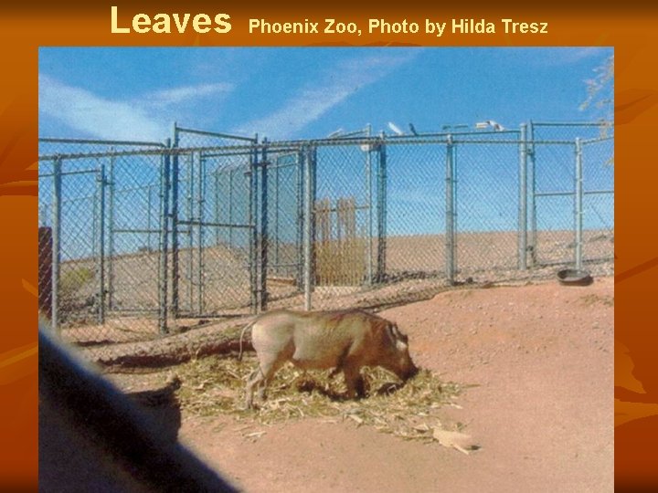 Leaves Phoenix Zoo, Photo by Hilda Tresz 