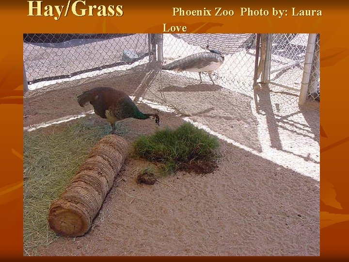 Hay/Grass Phoenix Zoo Photo by: Laura Love 
