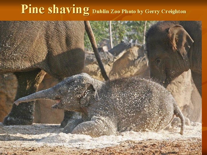 Pine shaving Dublin Zoo Photo by Gerry Creighton 