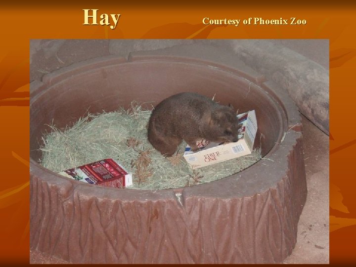 Hay Courtesy of Phoenix Zoo 