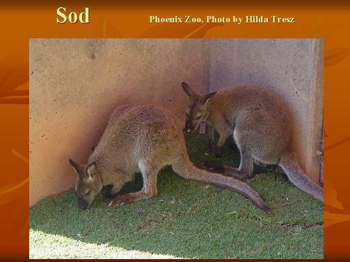 Sod Phoenix Zoo, Photo by Hilda Tresz 