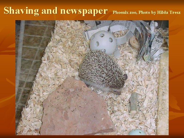 Shaving and newspaper Phoenix zoo, Photo by Hilda Tresz 