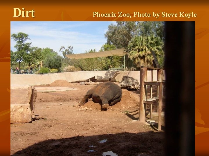 Dirt Phoenix Zoo, Photo by Steve Koyle 