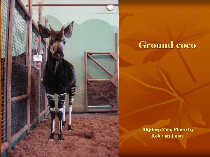 Ground coco Blijdorp Zoo, Photo by Rob von Loon 