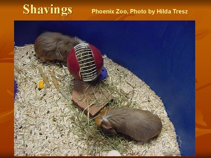 Shavings Phoenix Zoo, Photo by Hilda Tresz 