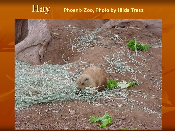 Hay Phoenix Zoo, Photo by Hilda Tresz 