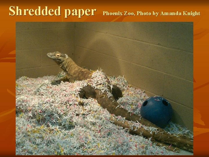 Shredded paper Phoenix Zoo, Photo by Amanda Knight 