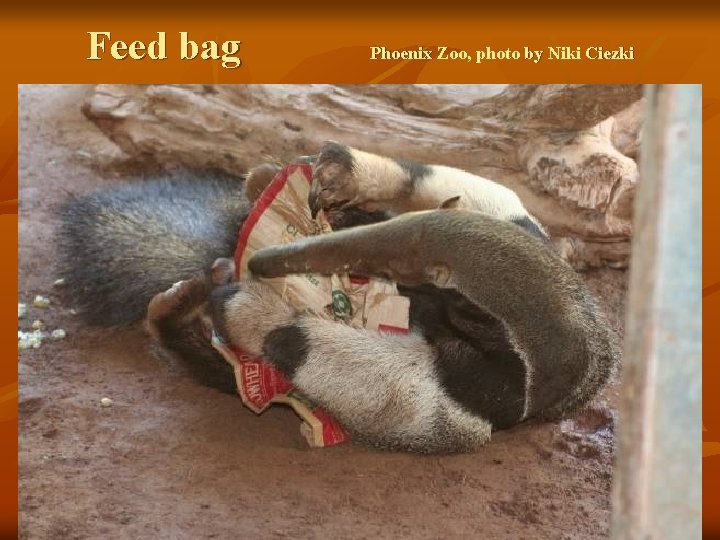 Feed bag Phoenix Zoo, photo by Niki Ciezki 