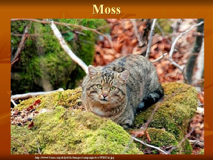 Moss http: //www. biaza. org. uk/public/images/campaigns/eco. Wild. Cat. jpg 