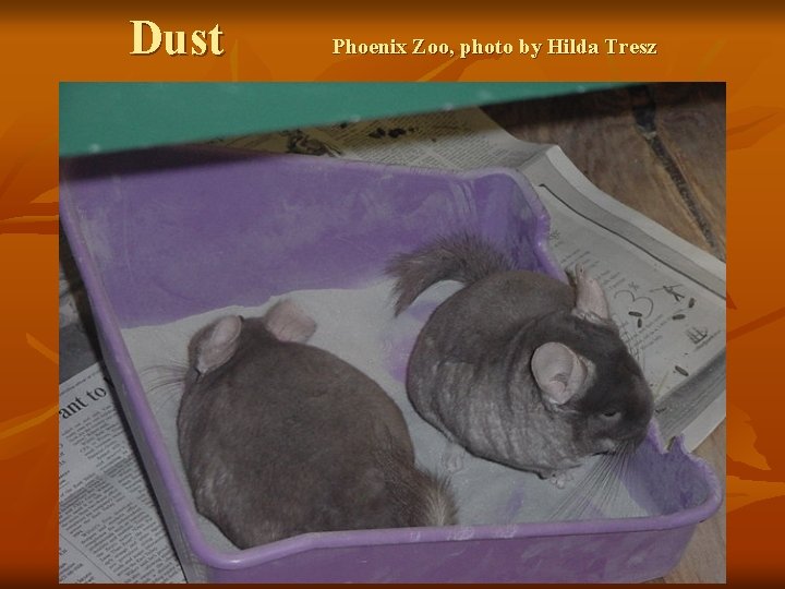 Dust Phoenix Zoo, photo by Hilda Tresz 