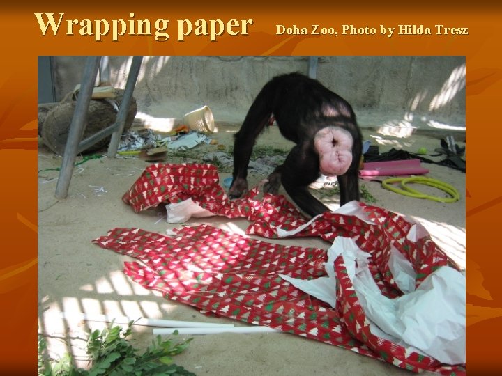 Wrapping paper Doha Zoo, Photo by Hilda Tresz 