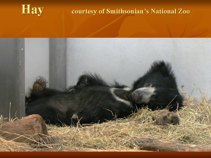 Hay courtesy of Smithsonian’s National Zoo 