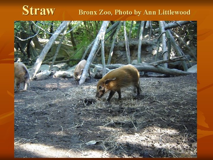 Straw Bronx Zoo, Photo by Ann Littlewood 