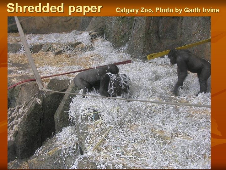 Shredded paper Calgary Zoo, Photo by Garth Irvine 