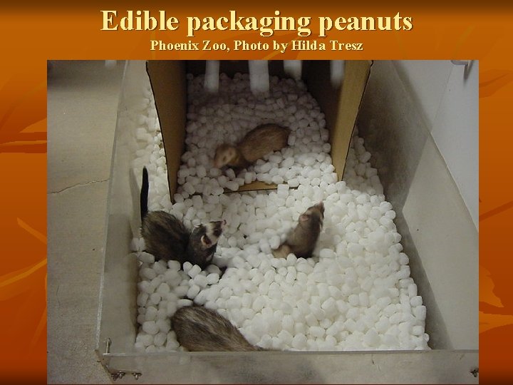 Edible packaging peanuts Phoenix Zoo, Photo by Hilda Tresz 