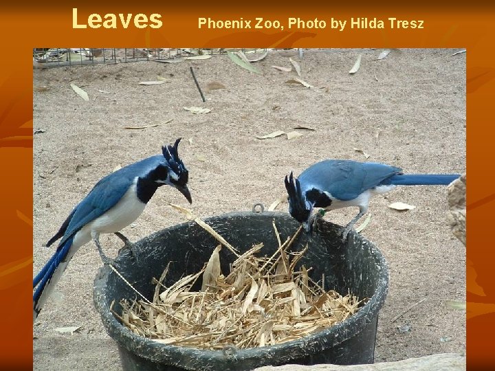 Leaves Phoenix Zoo, Photo by Hilda Tresz 