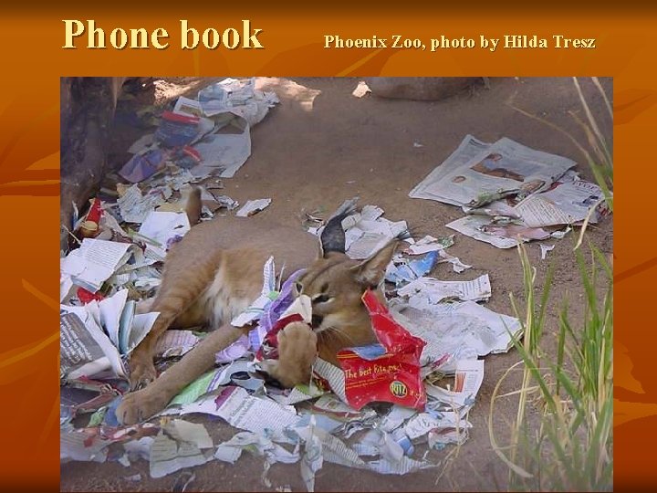 Phone book Phoenix Zoo, photo by Hilda Tresz 