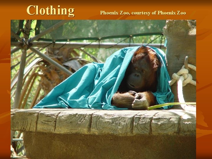 Clothing Phoenix Zoo, courtesy of Phoenix Zoo 