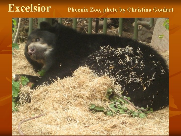 Excelsior Phoenix Zoo, photo by Christina Goulart 