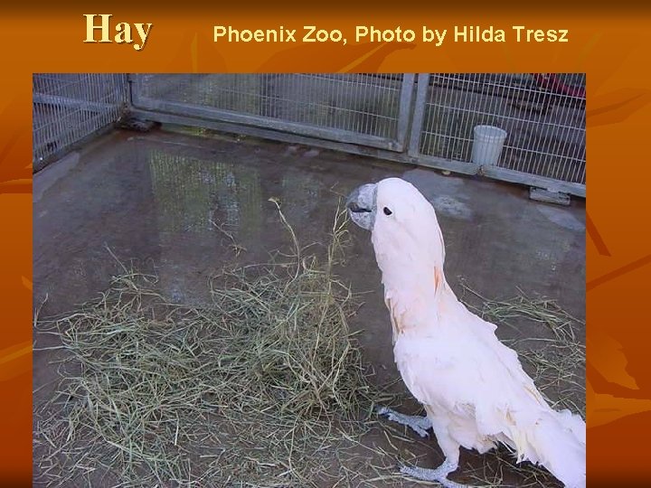 Hay Phoenix Zoo, Photo by Hilda Tresz 