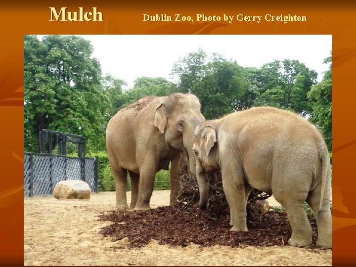 Mulch Dublin Zoo, Photo by Gerry Creighton 