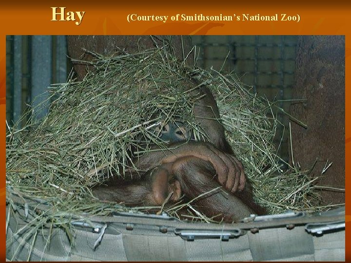 Hay (Courtesy of Smithsonian’s National Zoo) 