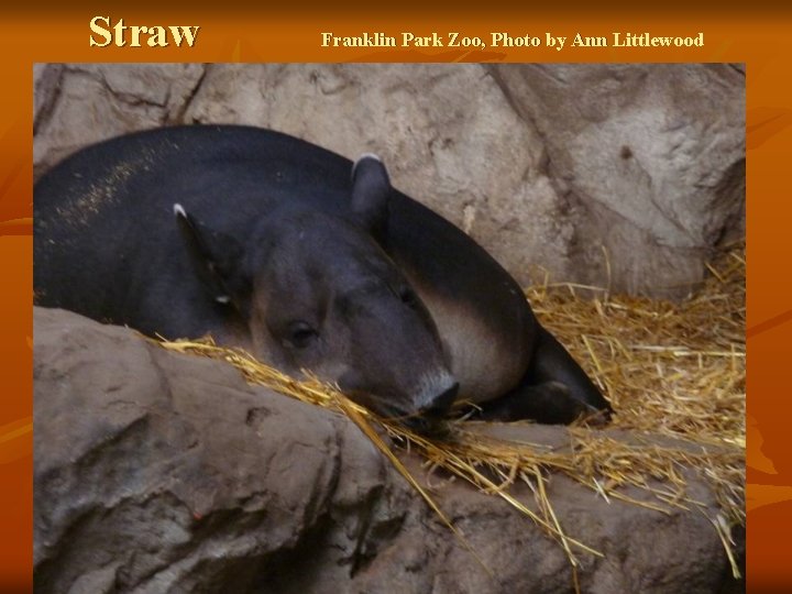 Straw Franklin Park Zoo, Photo by Ann Littlewood 