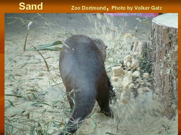 Sand , Photo by Volker Gatz Zoo Dortmund 