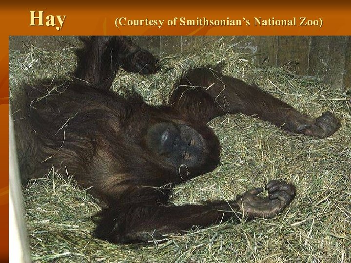 Hay (Courtesy of Smithsonian’s National Zoo) 