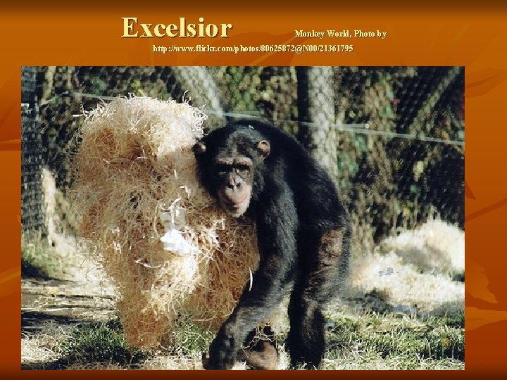 Excelsior Monkey World, Photo by http: //www. flickr. com/photos/80625872@N 00/21361795 