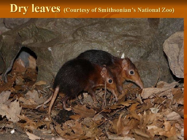 Dry leaves (Courtesy of Smithsonian’s National Zoo) 