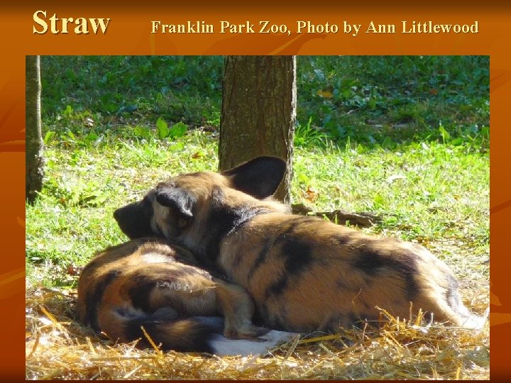 Straw Franklin Park Zoo, Photo by Ann Littlewood 